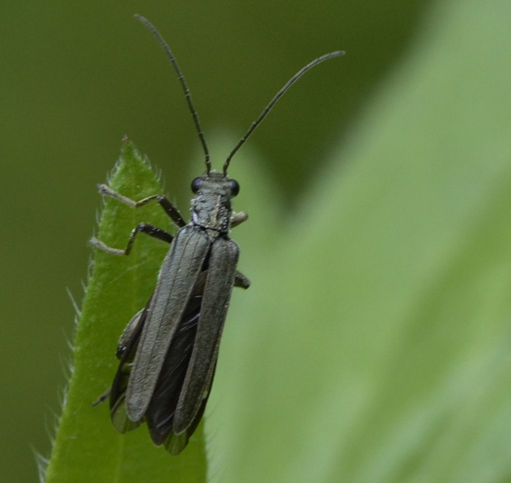 Oedemera atrata? Forse O. virescens